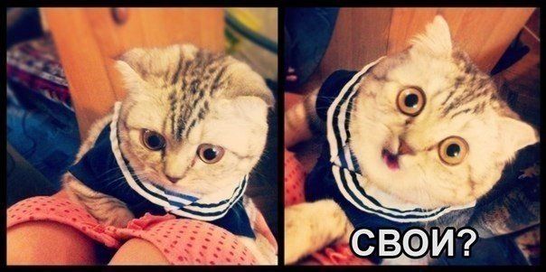 Прикольные картинки (146 фото)