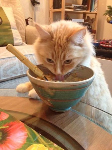 Прикольные картинки (146 фото)