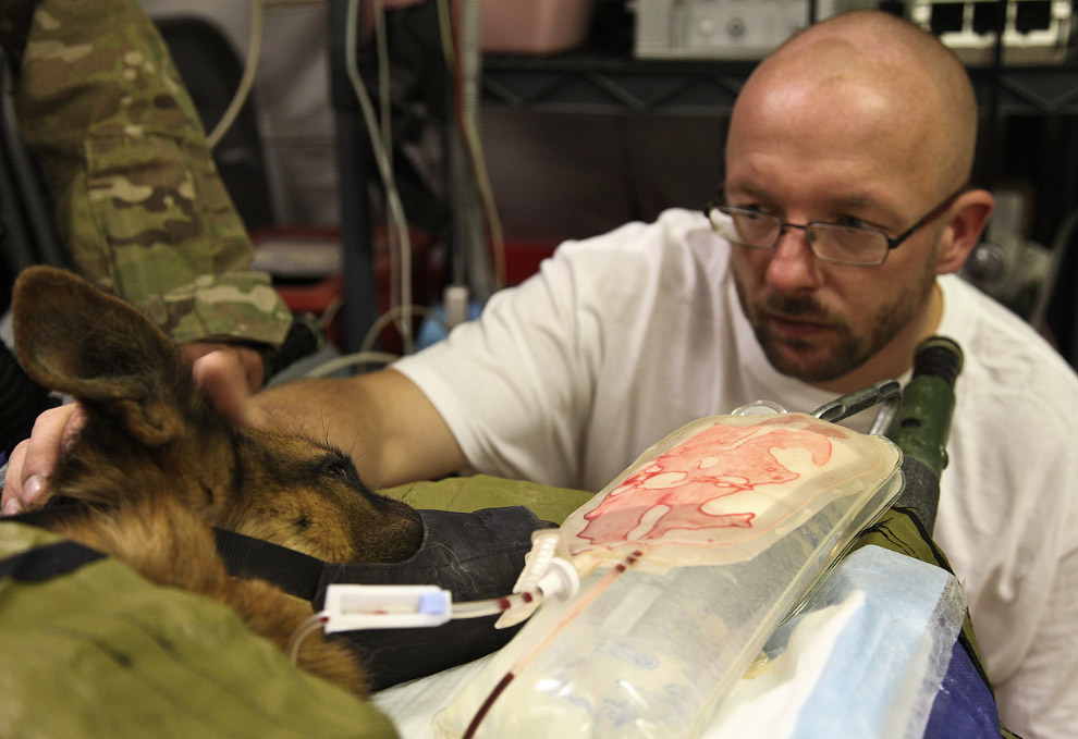 Собачья работа