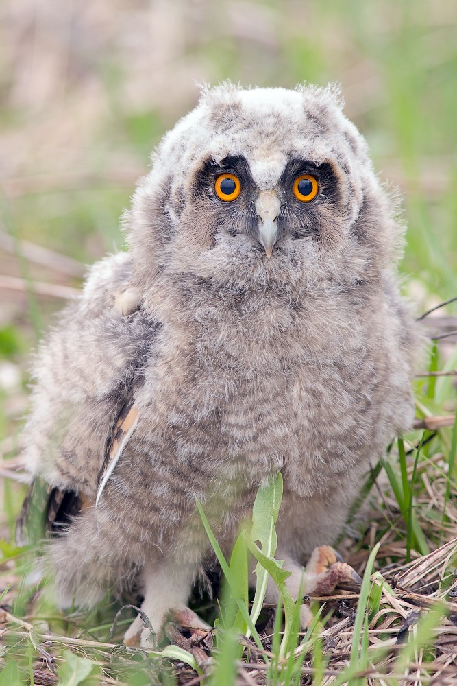 Страх и трепет