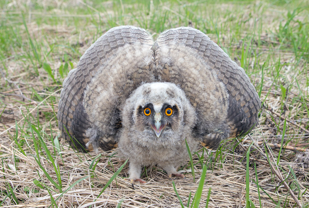 Страх и трепет