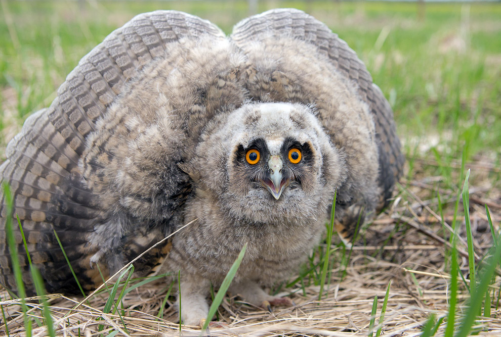 Страх и трепет