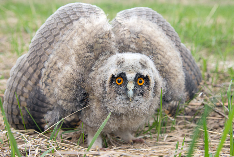 Страх и трепет