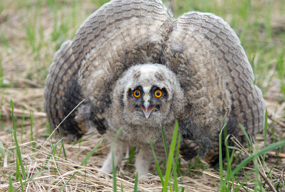 Страх и трепет