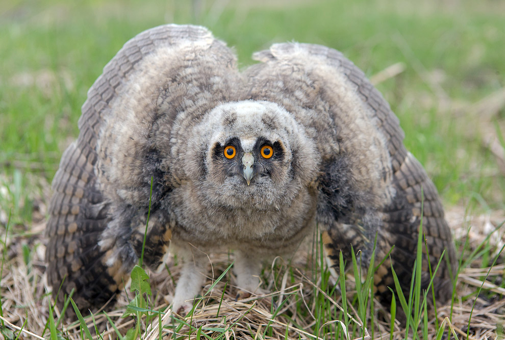 Страх и трепет