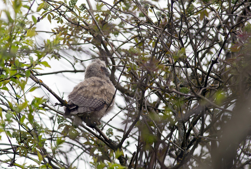 Страх и трепет