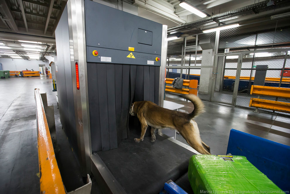 Как работает таможня в Домодедово Как работает таможня в Домодедово