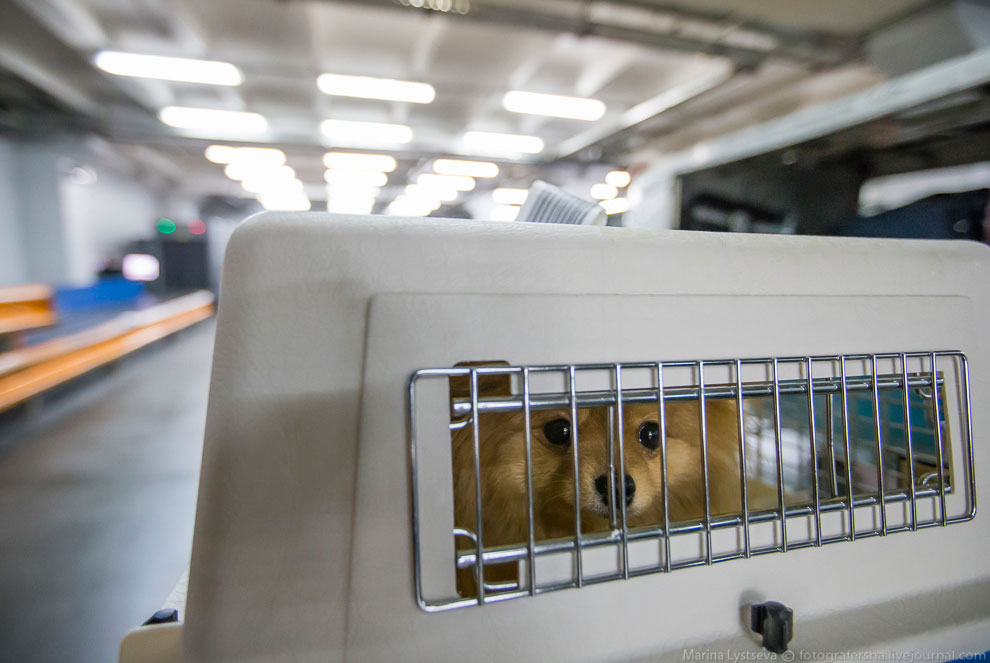 Как работает таможня в Домодедово Как работает таможня в Домодедово