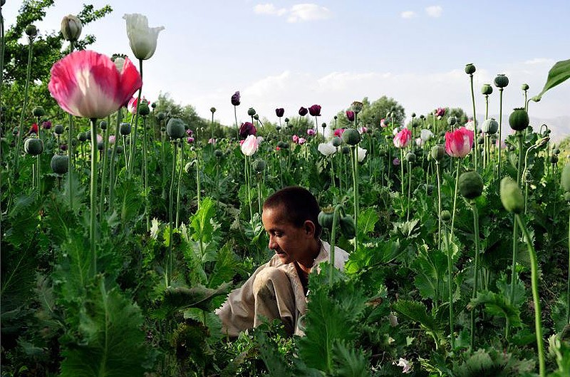 Героиновое государство