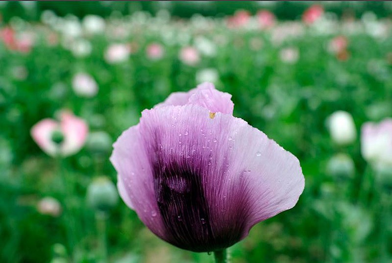 Героиновое государство