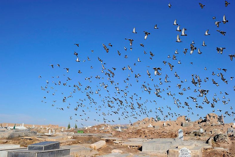 Героиновое государство