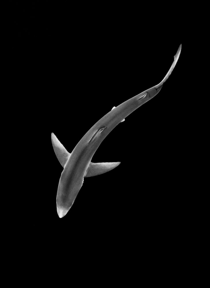 Победители Британского конкурса дикой природы 2014