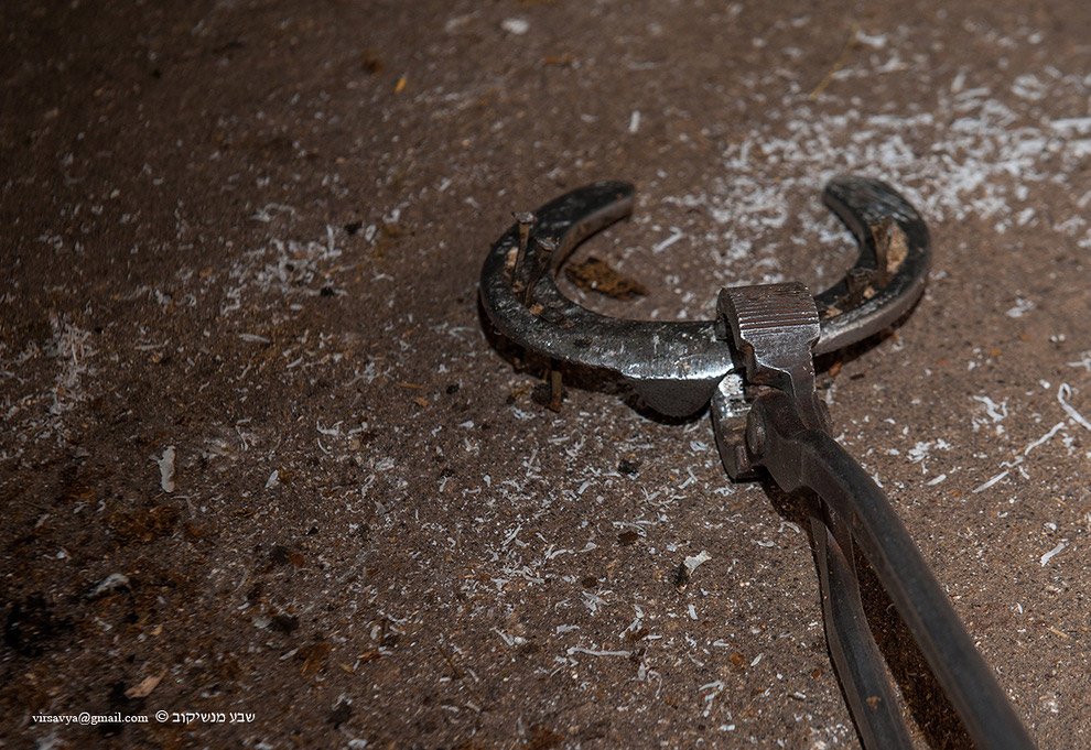 Как подковывают лошадей