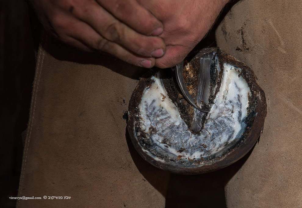 Как подковывают лошадей