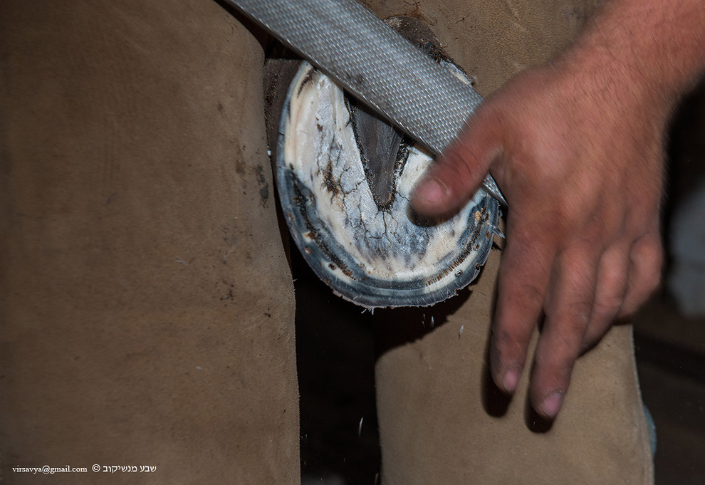 Как подковывают лошадей