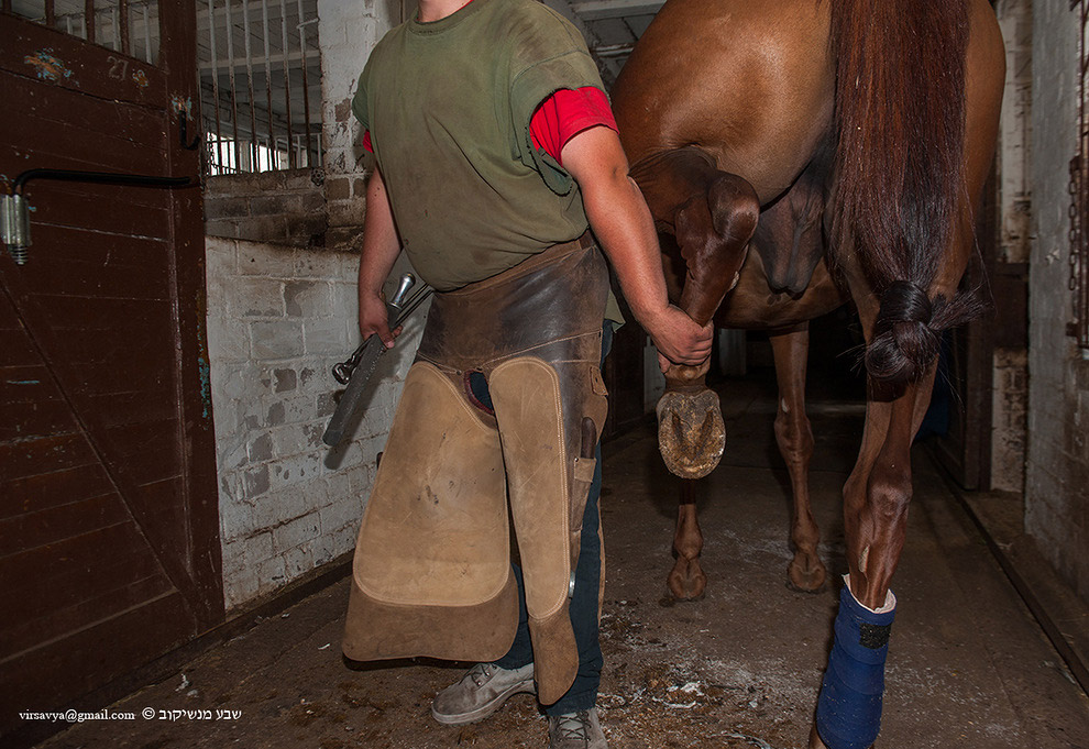 Как подковывают лошадей