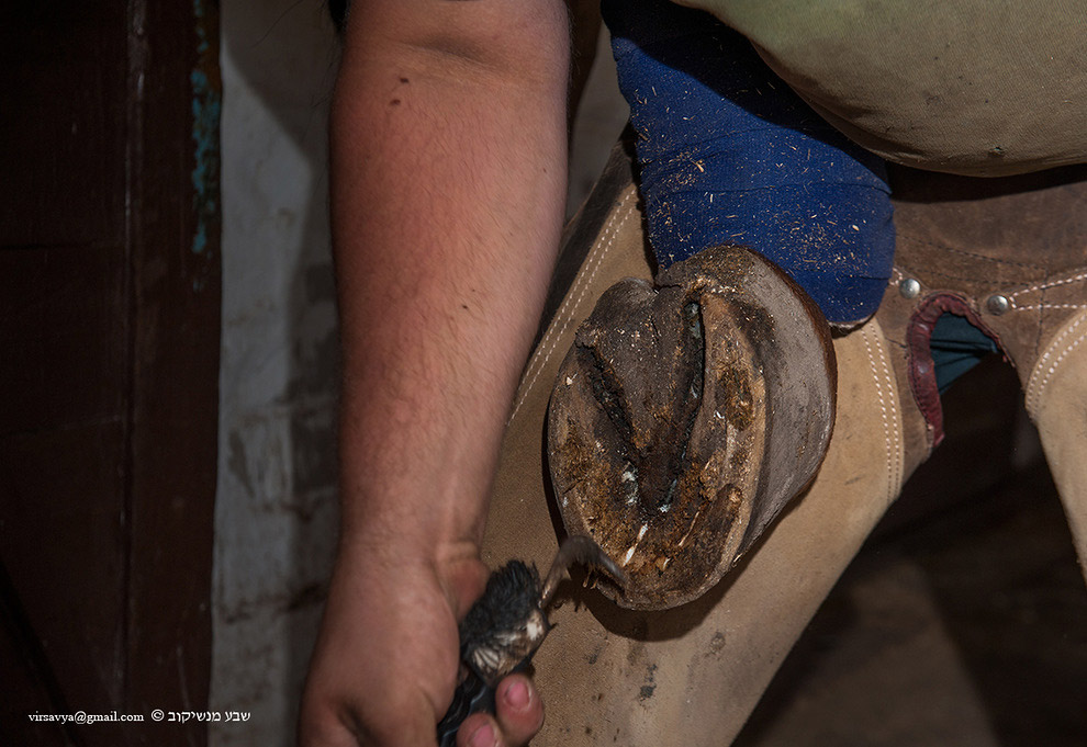 Как подковывают лошадей