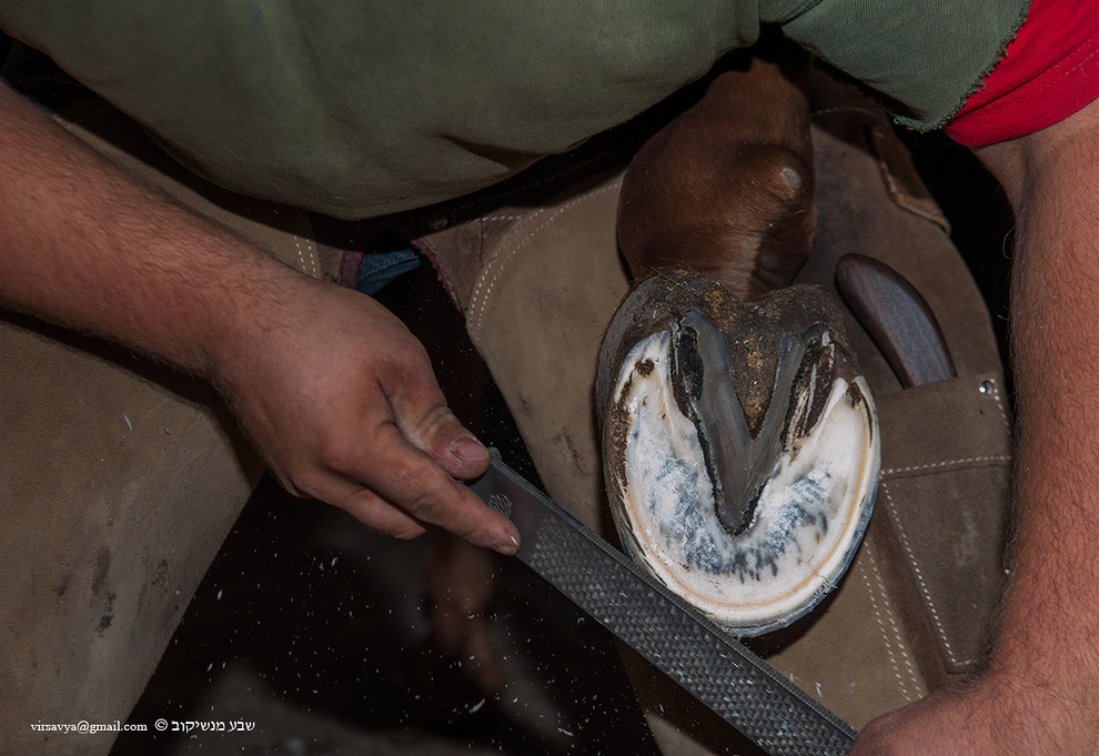 Как подковывают лошадей