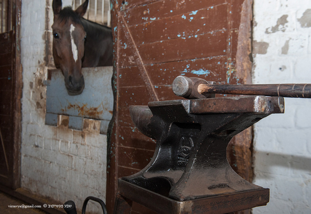 Как подковывают лошадей