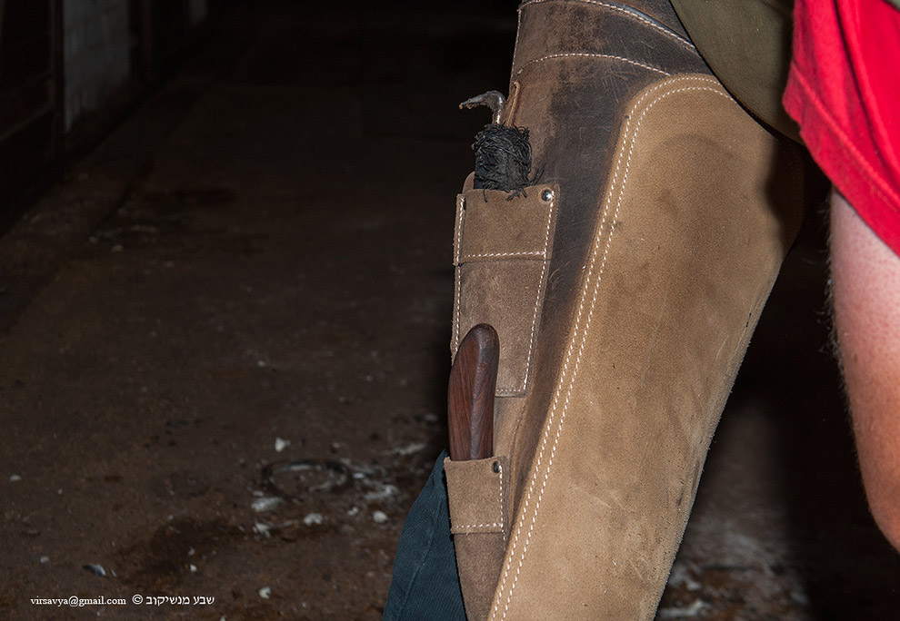 Как подковывают лошадей