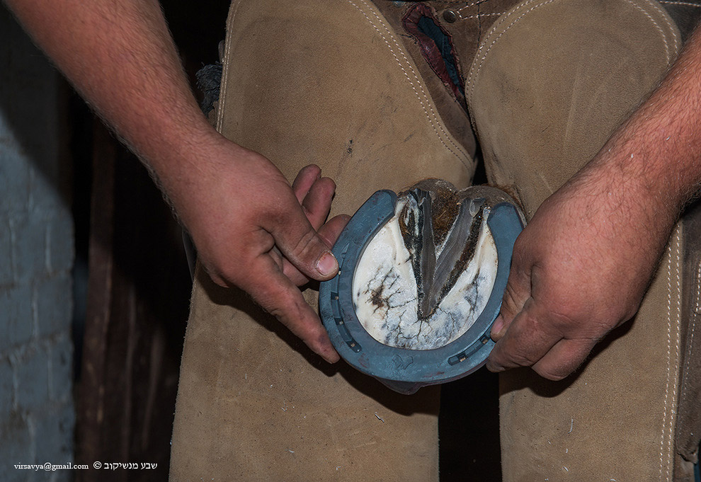 Как подковывают лошадей