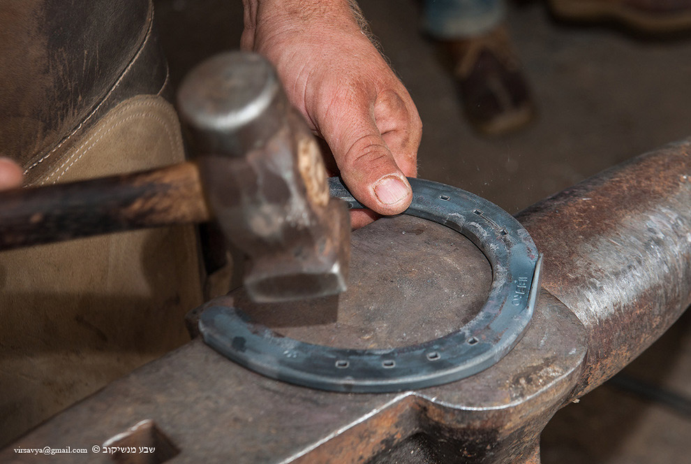 Как подковывают лошадей