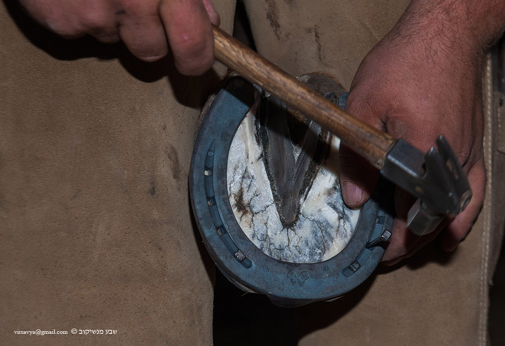 Как подковывают лошадей