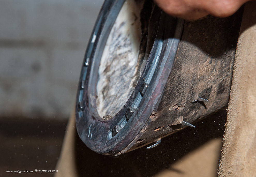 Как подковывают лошадей