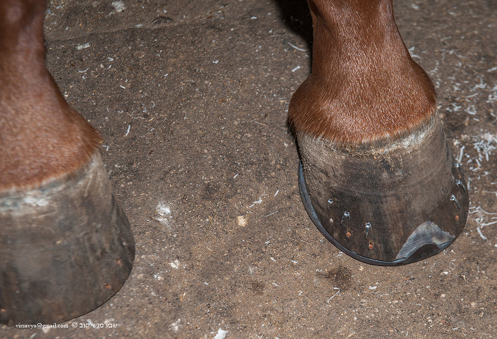 Как подковывают лошадей