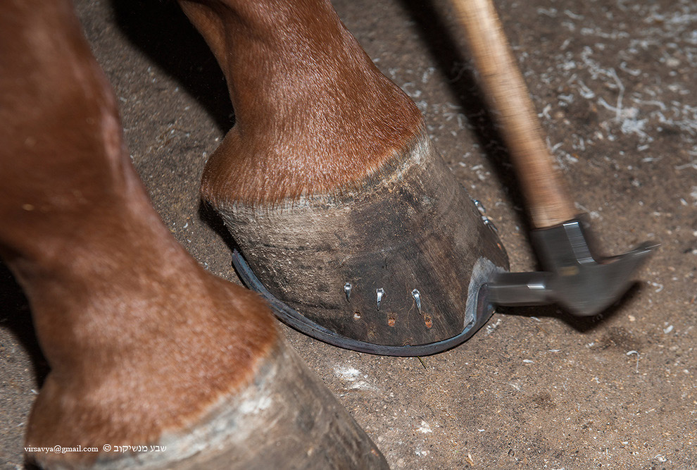 Как подковывают лошадей