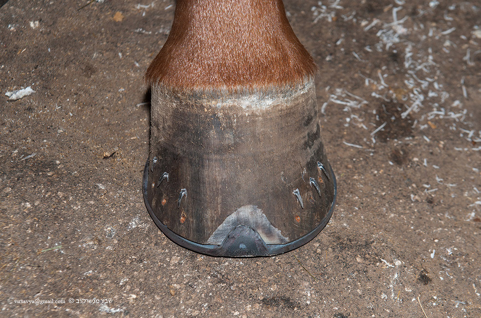 Как подковывают лошадей