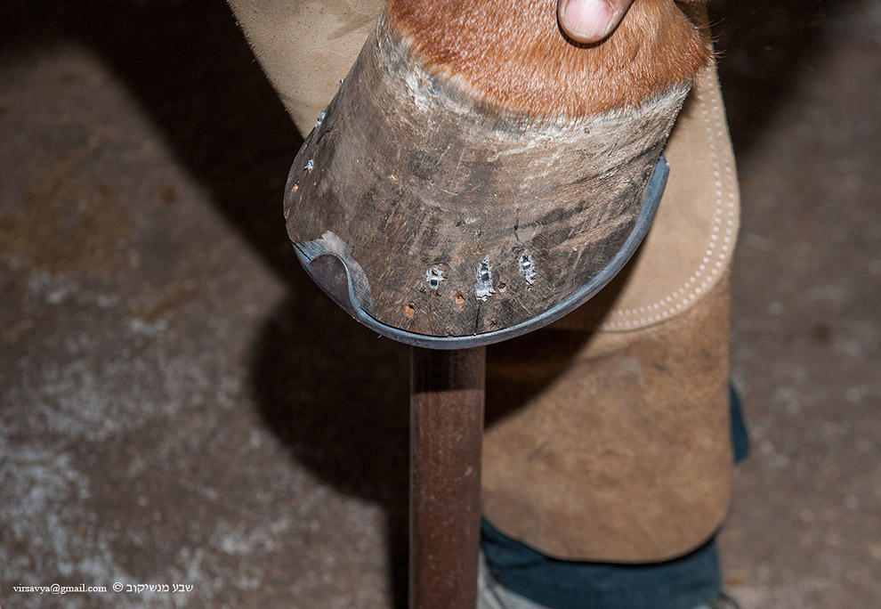 Как подковывают лошадей