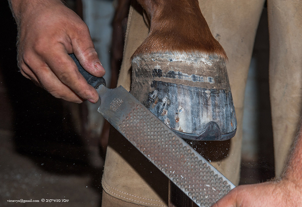 Как подковывают лошадей