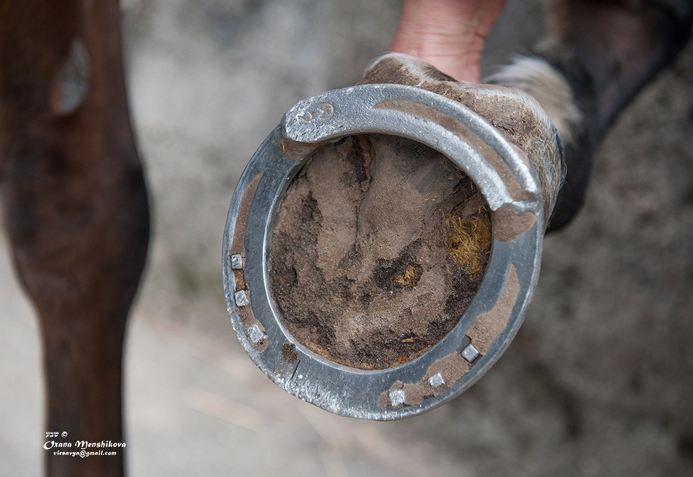 Как подковывают лошадей