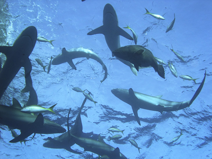 Как поймать акулу за хвост? Как поймать акулу за хвост?