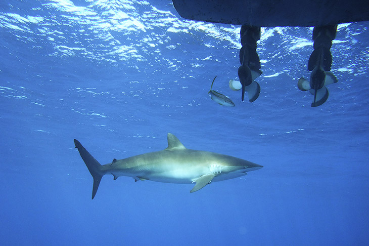 Как поймать акулу за хвост? Как поймать акулу за хвост?