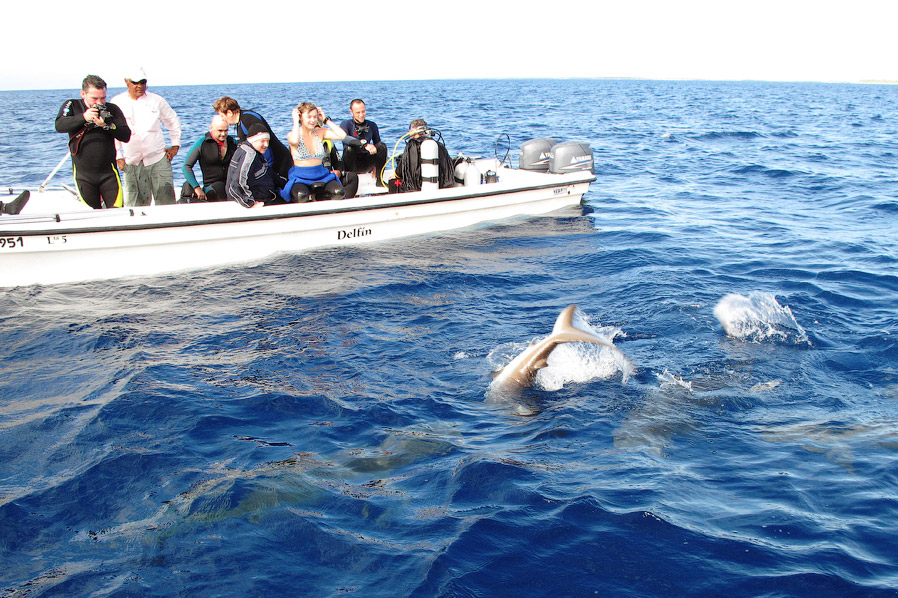 Как поймать акулу за хвост? Как поймать акулу за хвост?