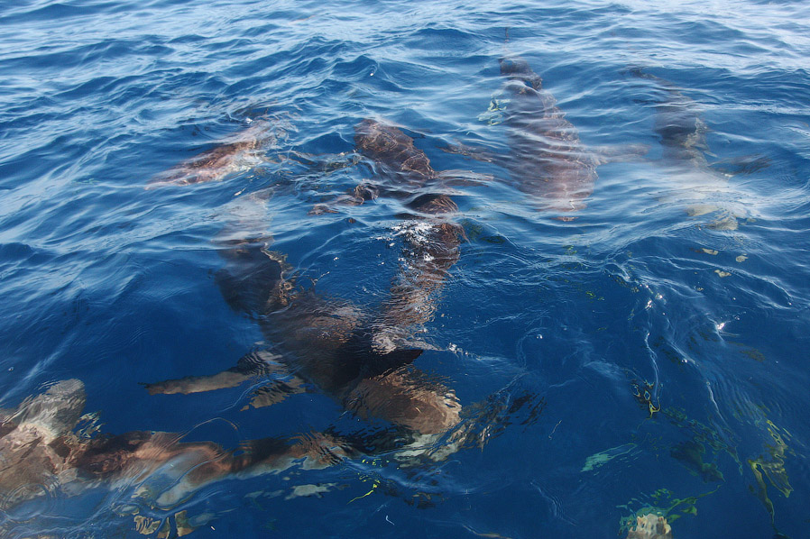 Как поймать акулу за хвост? Как поймать акулу за хвост?