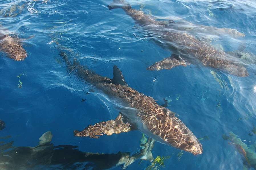 Как поймать акулу за хвост? Как поймать акулу за хвост?