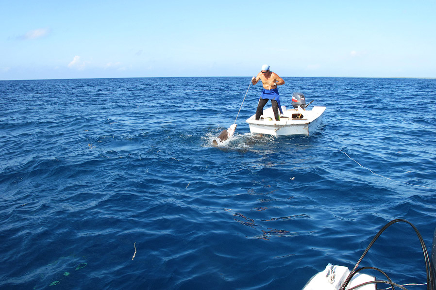 Как поймать акулу за хвост? Как поймать акулу за хвост?
