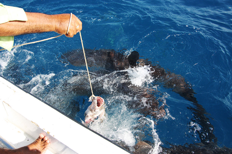 Как поймать акулу за хвост? Как поймать акулу за хвост?