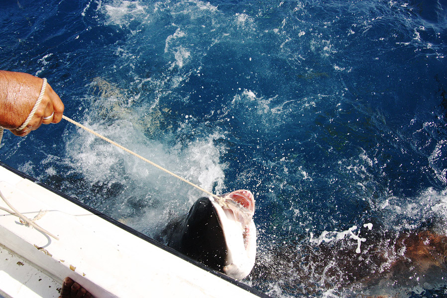 Как поймать акулу за хвост? Как поймать акулу за хвост?