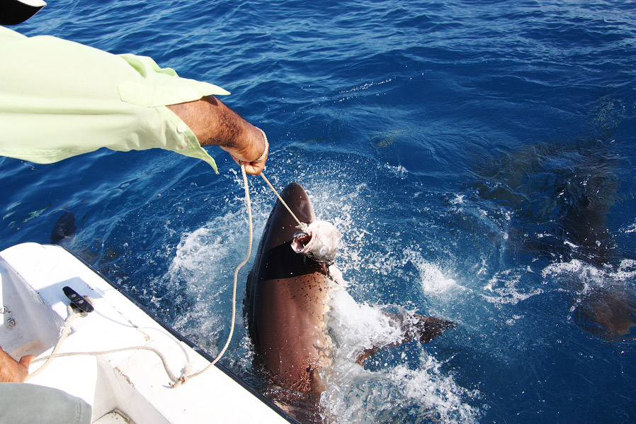 Как поймать акулу за хвост? Как поймать акулу за хвост?