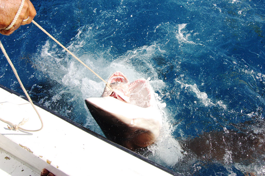 Как поймать акулу за хвост? Как поймать акулу за хвост?