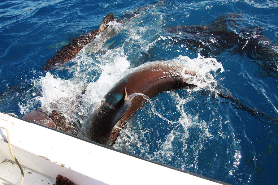 Как поймать акулу за хвост? Как поймать акулу за хвост?