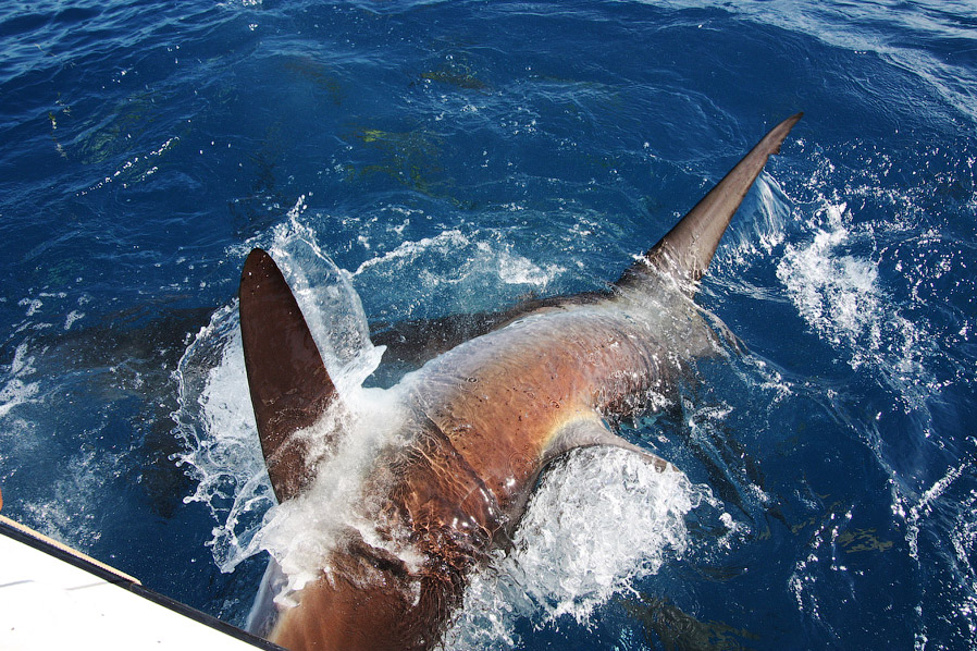 Как поймать акулу за хвост? Как поймать акулу за хвост?