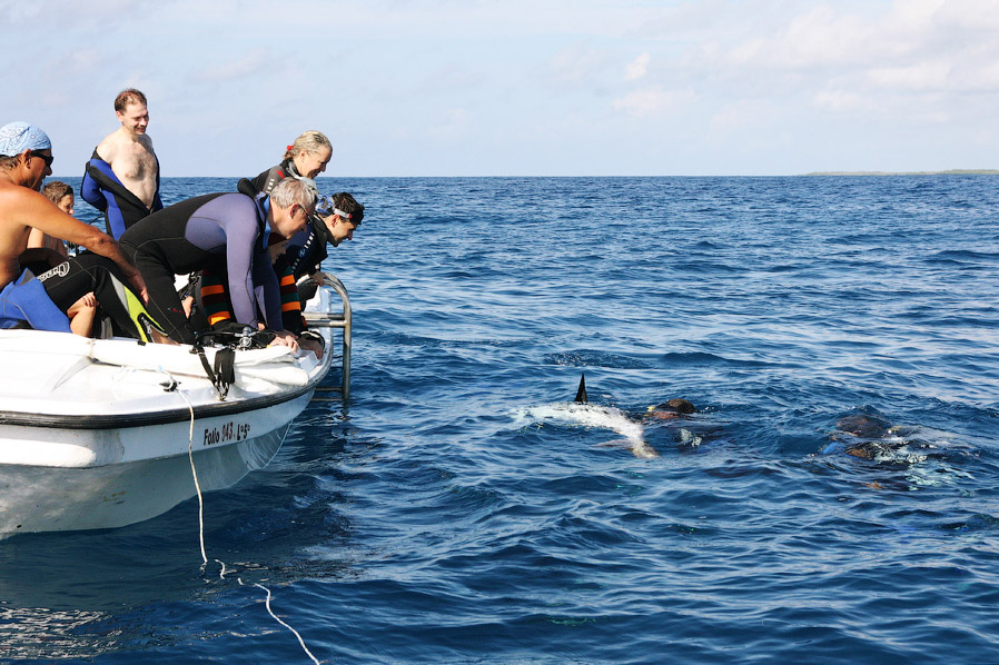 Как поймать акулу за хвост? Как поймать акулу за хвост?