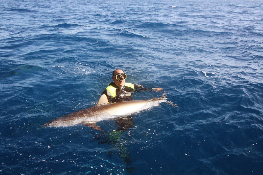 Как поймать акулу за хвост? Как поймать акулу за хвост?