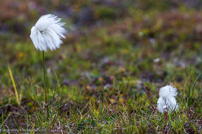 Как и чем живут норвежцы на Шпицбергене