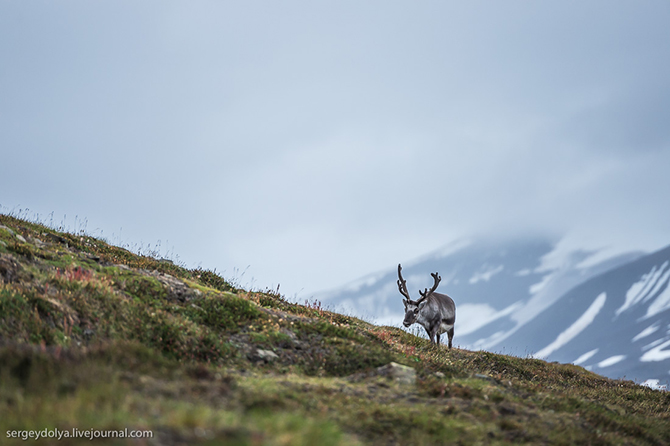 Как и чем живут норвежцы на Шпицбергене